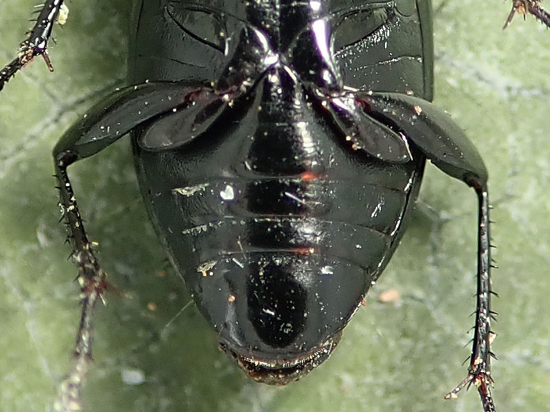 Carabidae: Harpalus cupreus ??  No. ma quasi.... Poecilus cupreus